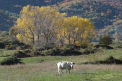 alpen italien radreise piotr nogal noxot 566 alpen italien radreise piotr nogal noxot 566