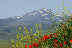 image005
