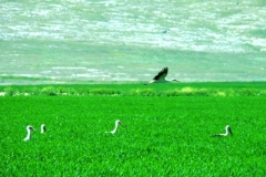 image014