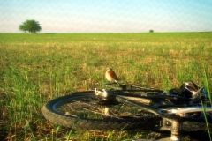 image040