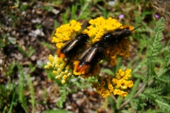 image106