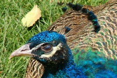 image035