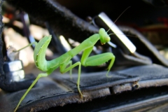 image066