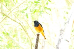 image002