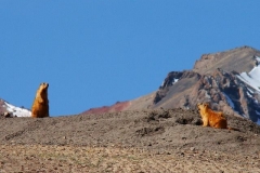 image041
