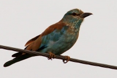 image094