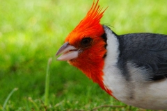 image007