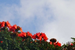 image017