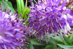 image052