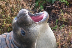 image072