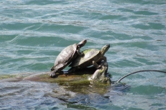 image117
