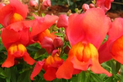 image096