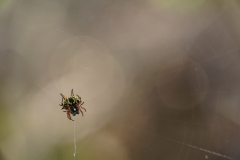 australien copyright piotr nogal 026
