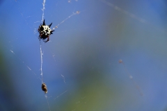 australien copyright piotr nogal 027