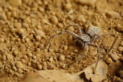 australien copyright piotr nogal 040