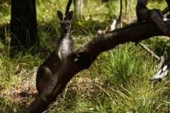 australien copyright piotr nogal 044
