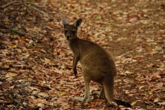 australien copyright piotr nogal 097