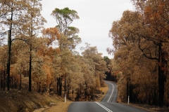 australien copyright piotr nogal 099