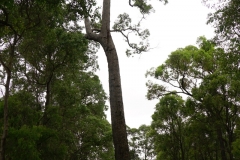 australien copyright piotr nogal 102