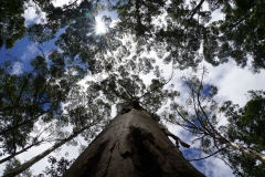 australien copyright piotr nogal 115