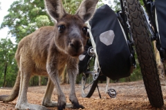 australien copyright piotr nogal 124