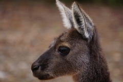 australien copyright piotr nogal 125