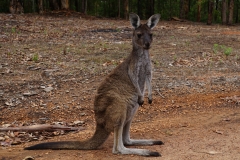 australien copyright piotr nogal 126