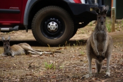 australien copyright piotr nogal 127