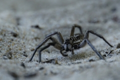 australien copyright piotr nogal 219