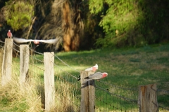 australien copyright piotr nogal 223