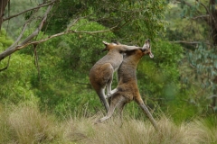 australien 222 copyright piotr nogal