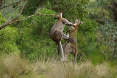 australien 223 copyright piotr nogal