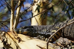australien 229 copyright piotr nogal