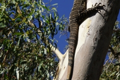 australien 231 copyright piotr nogal