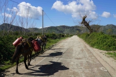 131 balkan copyright piotr nogal