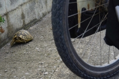 257 balkan copyright piotr nogal