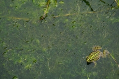 258 balkan copyright piotr nogal 258 balkan copyright piotr nogal