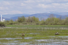 291 balkan copyright piotr nogal 291 balkan copyright piotr nogal