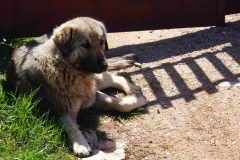 344 balkan copyright piotr nogal 344 balkan copyright piotr nogal