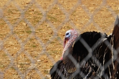 387 balkan copyright piotr nogal 387 balkan copyright piotr nogal