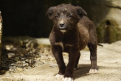 409 balkan copyright piotr nogal