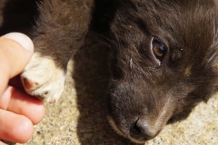 411 balkan copyright piotr nogal