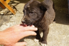 412 balkan copyright piotr nogal