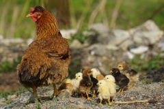 419 balkan copyright piotr nogal