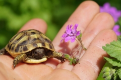 444 balkan copyright piotr nogal 444 balkan copyright piotr nogal