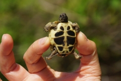 445 balkan copyright piotr nogal 445 balkan copyright piotr nogal