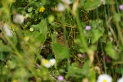 503 balkan copyright piotr nogal