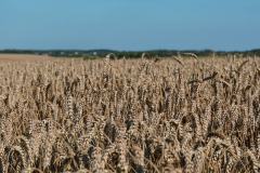 piotr-nogal-copyright-004