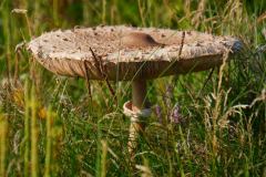 piotr-nogal-copyright-029