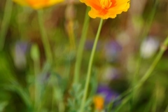 piotr-nogal-copyright-079